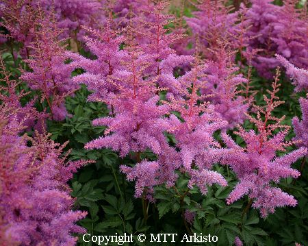 Astilbe Arendsii-Ryhm 'Satumaa' (